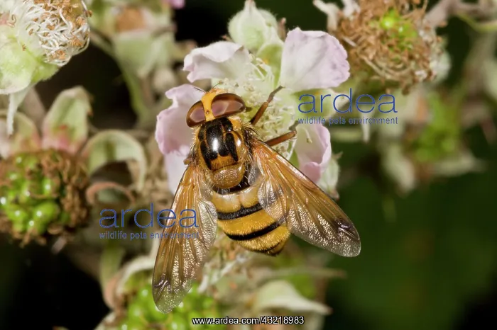 : Large Hoverfly - feeding at bramble blossom : Large Hoverfly - feeding at bramble blossom
