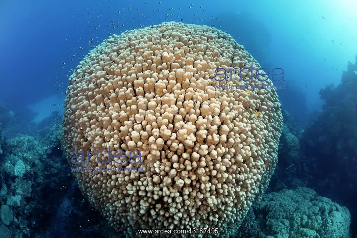 : Large Hump Coral (Porites nodifera), stony coral : Large Hump Coral (Porites nodifera), stony coral