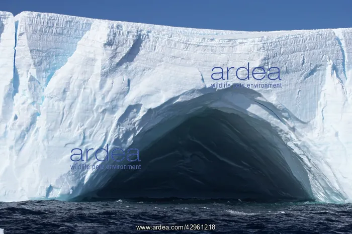 : Large Iceberg - with arch being formed : Large Iceberg - with arch being formed