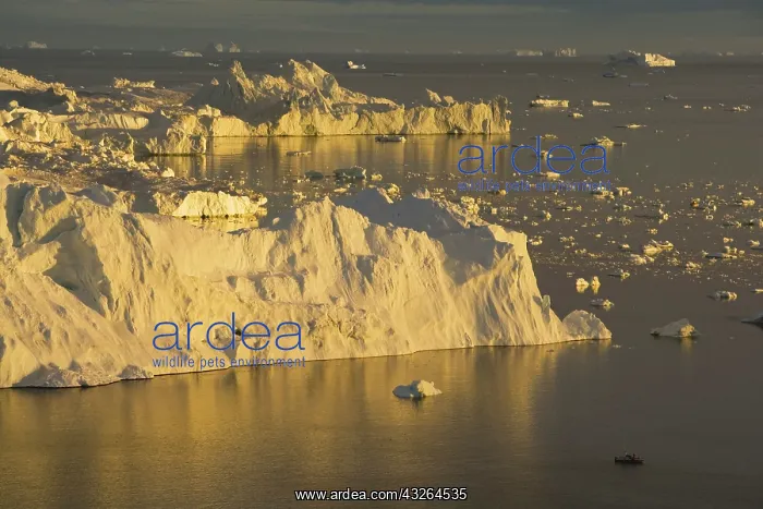 : large icebergs at midnight, end of June : large icebergs at midnight, end of June