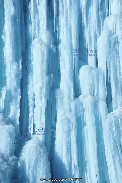 : Large icicles hang from river bank cliff. Blue color : Large icicles hang from river bank cliff. Blue color