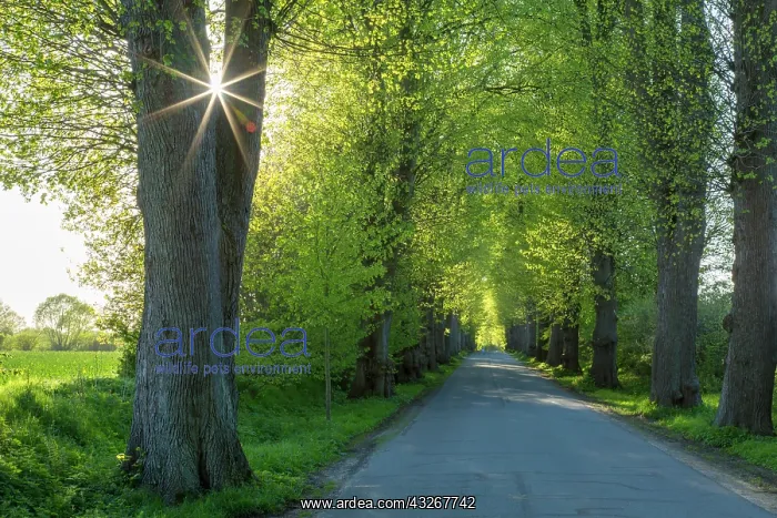 : Large-leaved Lime - tree avenue in spring - Germany : Large-leaved Lime - tree avenue in spring - Germany
