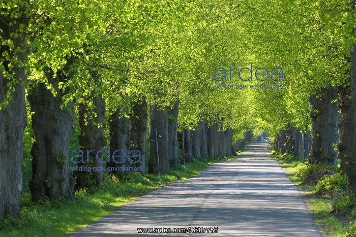 : Large-leaved Lime - tree avenue in spring - Germany : Large-leaved Lime - tree avenue in spring - Germany