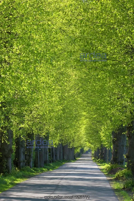 : Large-leaved Lime - tree avenue in spring - Germany : Large-leaved Lime - tree avenue in spring - Germany
