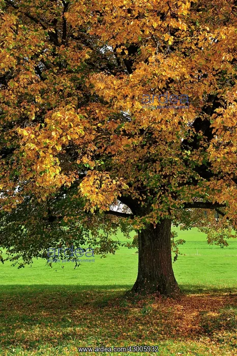 : Large-leaved Linden Large-leaved Lime autumn : Large-leaved Linden Large-leaved Lime autumn