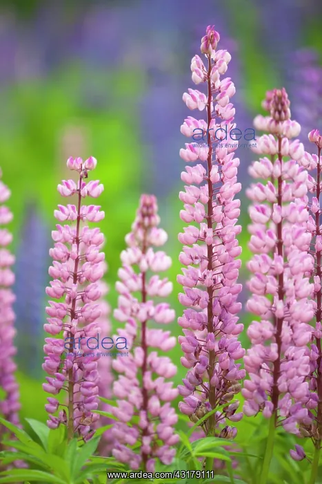  : Large-leaved Lupine