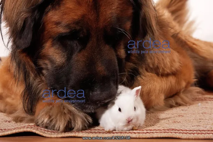 : Large Leonberger dog and a young dwarf rabbit : Large Leonberger dog and a young dwarf rabbit