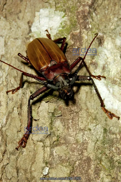 : A large Long-horn Beetle (unidentified) on a tree-trunk : A large Long-horn Beetle (unidentified) on a tree-trunk