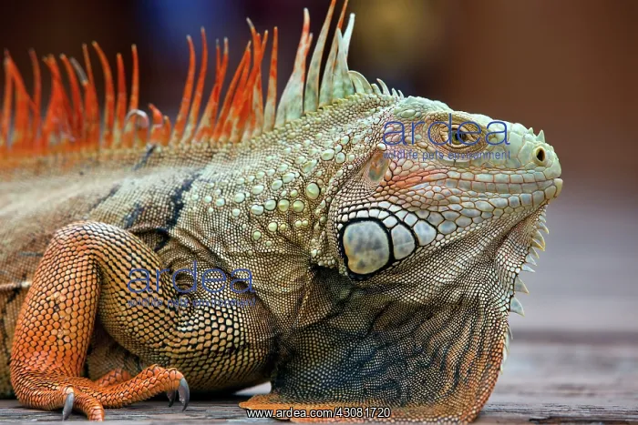 : Large Male Iguana : Large Male Iguana