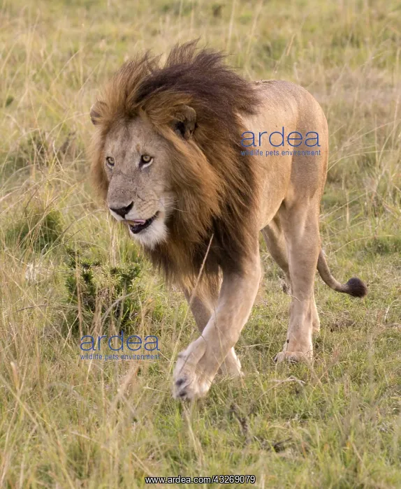 : Large full maned male lion, walking through grassland : Large full maned male lion, walking through grassland