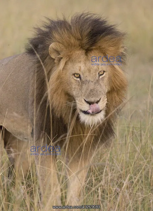 : Large full maned male lion, walking through grassland : Large full maned male lion, walking through grassland
