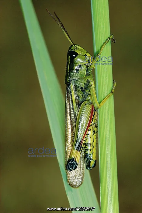  : LARGE MARSH GRASSHOPPER