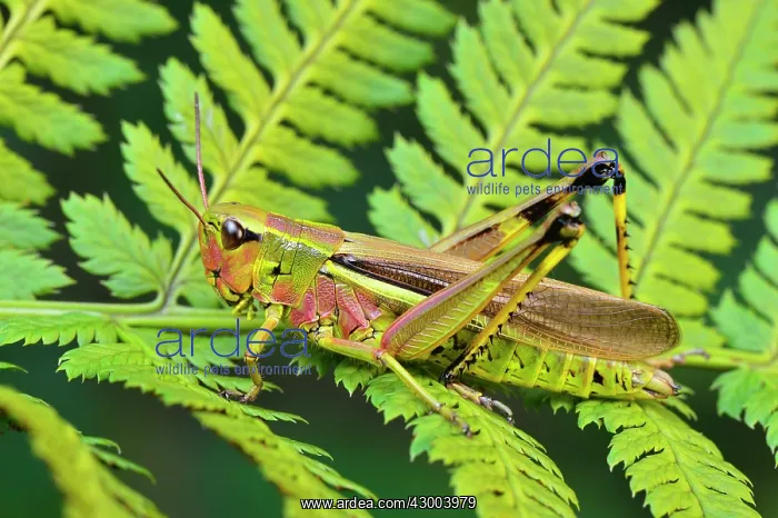  : Large Marsh Grasshopper