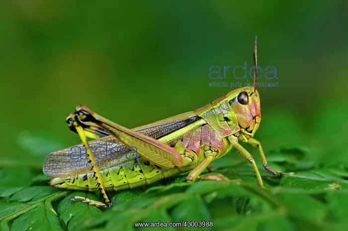 : Large Marsh Grasshopper : Large Marsh Grasshopper