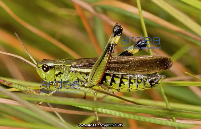: Large Marsh Grasshopper - male in bog : Large Marsh Grasshopper - male in bog
