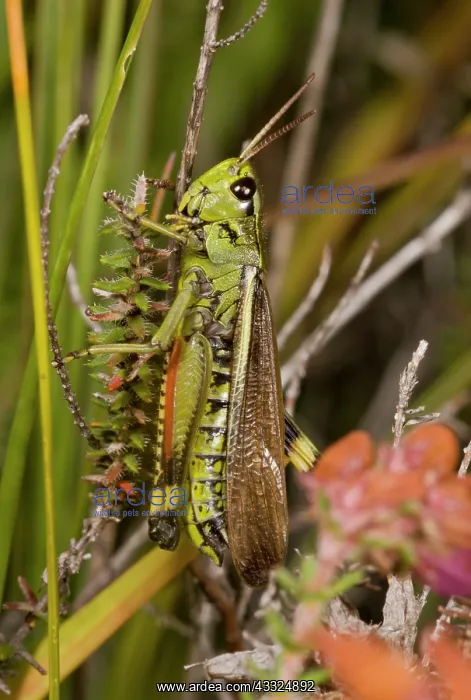 : Large Marsh Grasshopper - male in bog : Large Marsh Grasshopper - male in bog