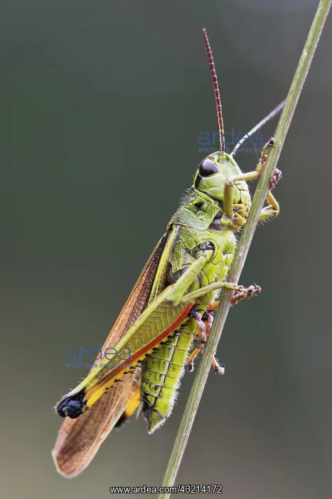 : Large marsh grasshopper (Stethophyma grossum), Emsland : Large marsh grasshopper (Stethophyma grossum), Emsland