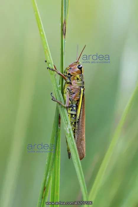: Large marsh grasshopper (Stethophyma grossum), s : Large marsh grasshopper (Stethophyma grossum), s