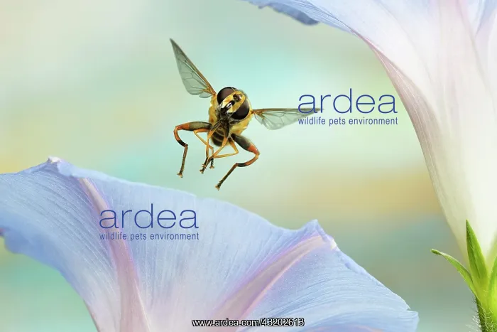 : Large marsh hover fly (Helophilus trivittatus) : Large marsh hover fly (Helophilus trivittatus)