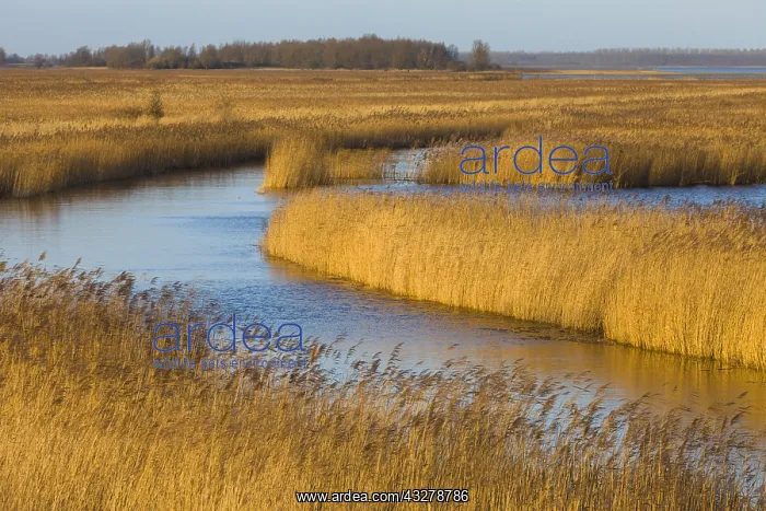 : Large marsh plain with Common Reed (Phragmites : Large marsh plain with Common Reed (Phragmites