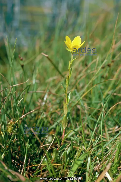 : Large Marsh Saxifrage : Large Marsh Saxifrage
