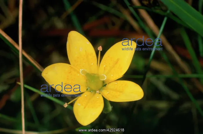 : Large Marsh Saxifrage : Large Marsh Saxifrage