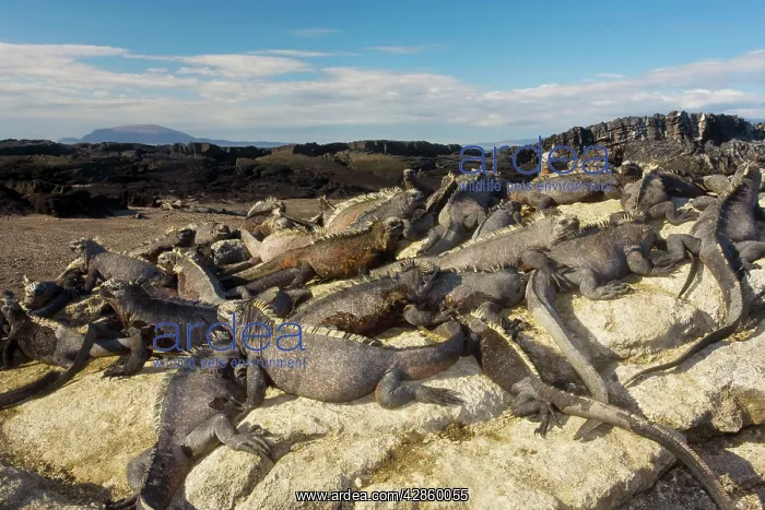 : Large mass of Marine Iguanas - warming up in sun; : Large mass of Marine Iguanas - warming up in sun;