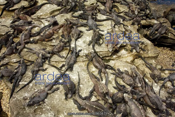 : Large mass of Marine Iguanas - warming up in sun : Large mass of Marine Iguanas - warming up in sun