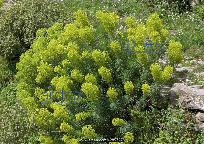 : Large mediterranean spurge : Large mediterranean spurge