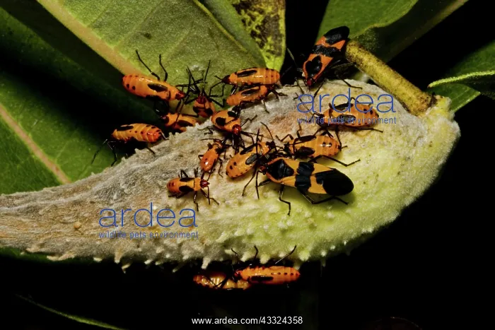 : Large Milkweed Bug : Large Milkweed Bug