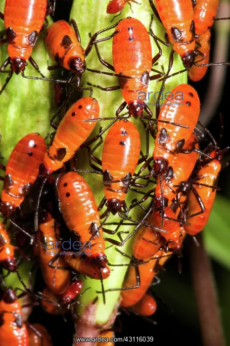 : Large Milkweed Bugs : Large Milkweed Bugs