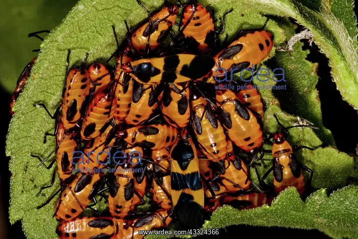 : Large Milkweed Bugs : Large Milkweed Bugs
