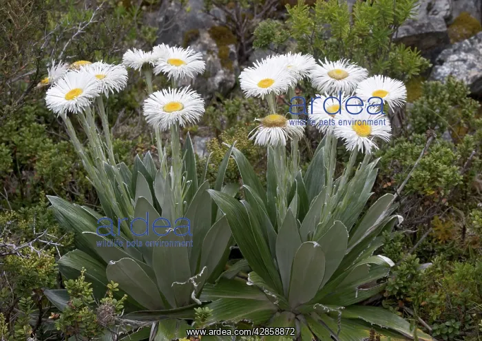 : Large Mountain Daisy : Large Mountain Daisy