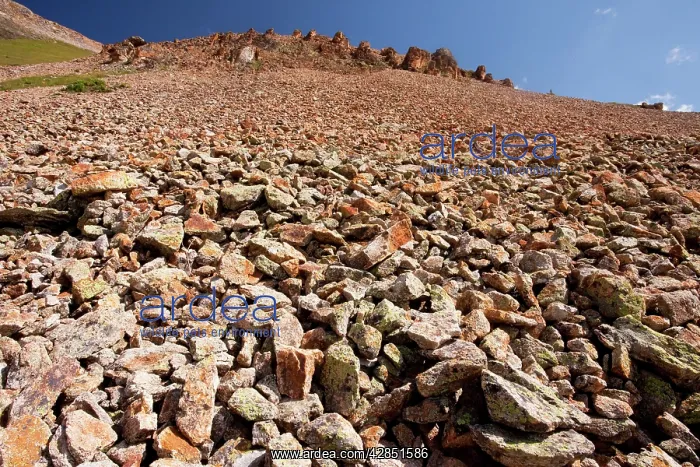 : Large mountain scree slope at about 11, 000 feet : Large mountain scree slope at about 11, 000 feet