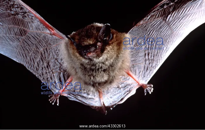 : LARGE MOUSE EARED BAT - In flight : LARGE MOUSE EARED BAT - In flight