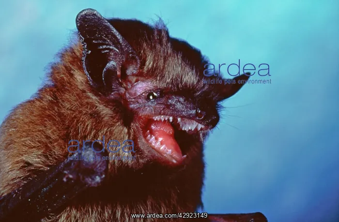 : Large Mouse Eared Bat - mouth open : Large Mouse Eared Bat - mouth open