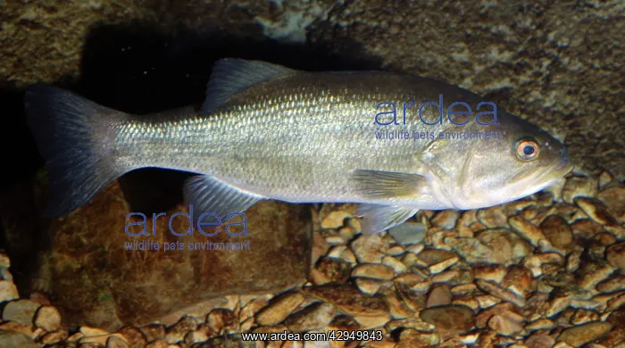 : Large Mouth Bass - freshwaters USA : Large Mouth Bass - freshwaters USA