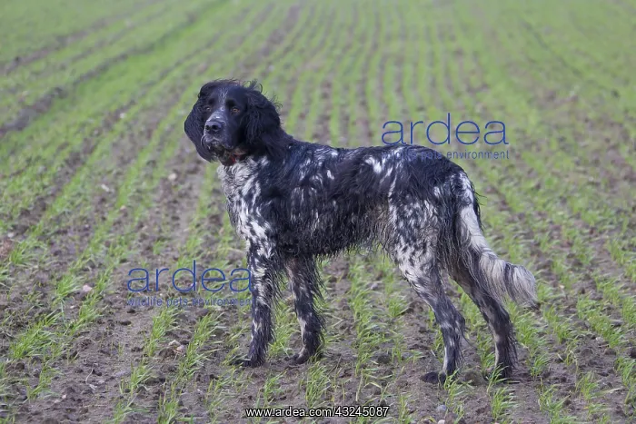 : Large Muensterlaender - adult dog - Germany : Large Muensterlaender - adult dog - Germany