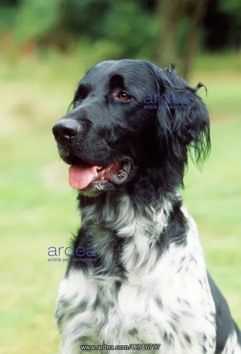 : Large Munsterlander Dog : Large Munsterlander Dog