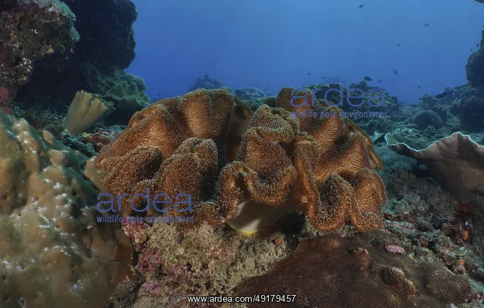 : Large mushroom leather coral (Sarcophyton glaucum) on a tropical seabed : Large mushroom leather coral (Sarcophyton glaucum) on a tropical seabed