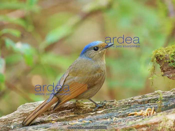 : Large Nitalva Flycatcher female Niltava grandis : Large Nitalva Flycatcher female Niltava grandis