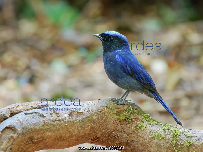 : Large Nitalva Flycatcher Niltava grandis Da Lat : Large Nitalva Flycatcher Niltava grandis Da Lat