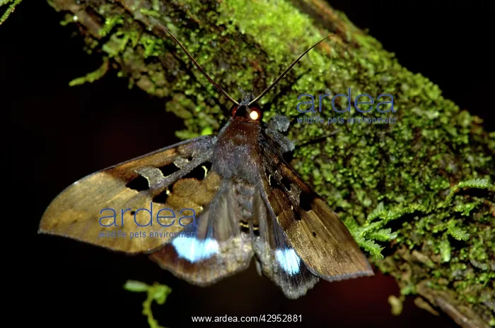 : Large nocturnal moth is on a branch in the undergrowth : Large nocturnal moth is on a branch in the undergrowth