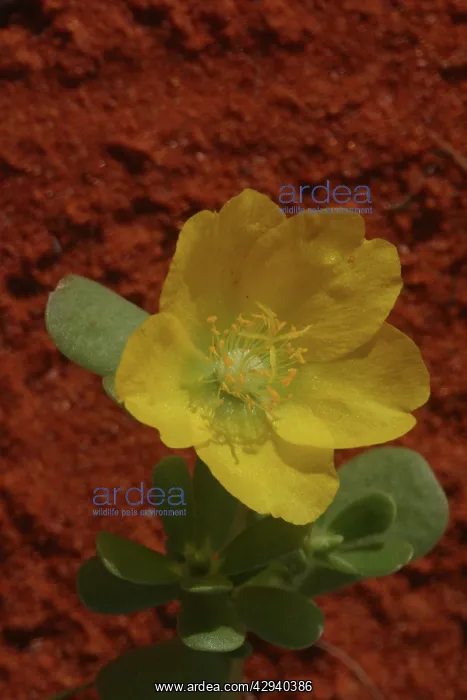 : Large Pigweed - The tap root leaves and seeds were : Large Pigweed - The tap root leaves and seeds were