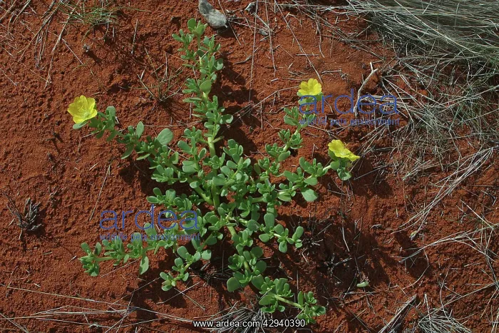 : Large Pigweed - The tap root leaves and seeds were : Large Pigweed - The tap root leaves and seeds were