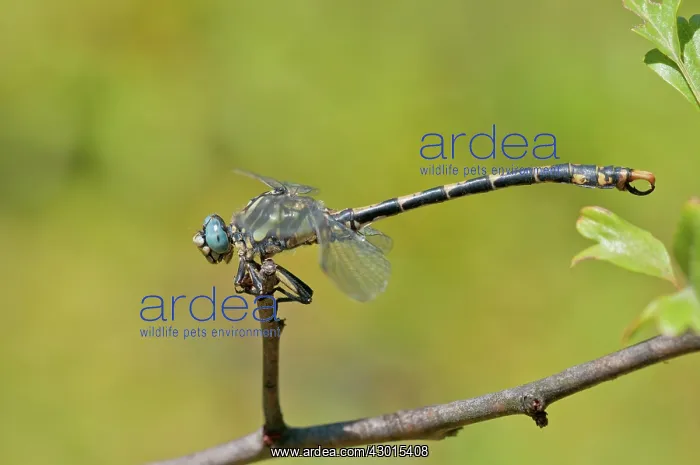  : Large Pincertail