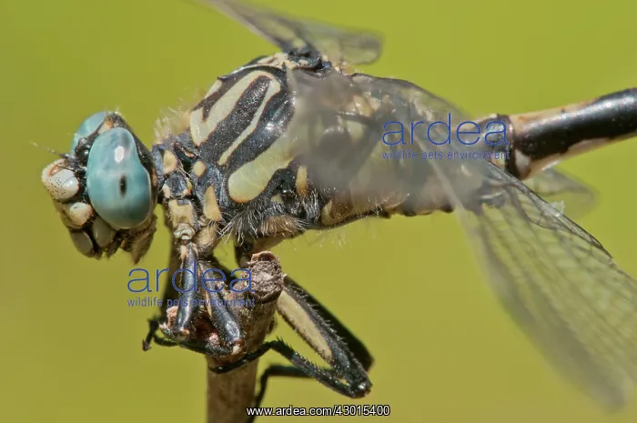  : Large Pincertail close-up of a male