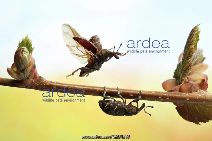 : Large pine weevil (Hylobius abietis) in flight on : Large pine weevil (Hylobius abietis) in flight on