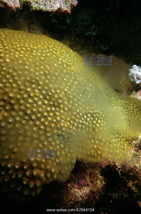 : Large Plate Coral - spawning, this is a male, and : Large Plate Coral - spawning, this is a male, and