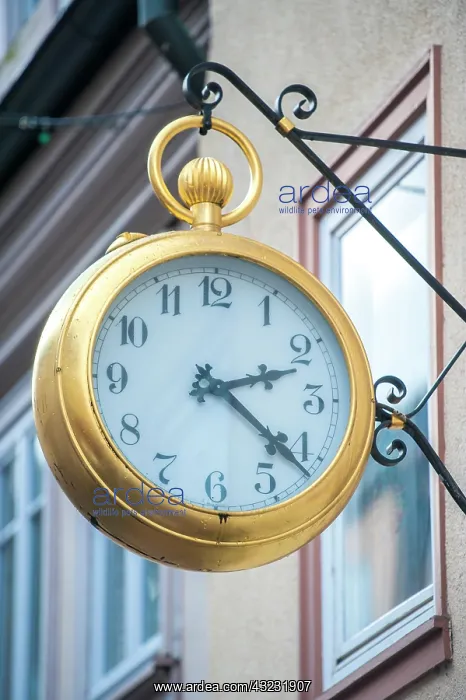 : Large pocket watch sign, Miltenberg, Germany : Large pocket watch sign, Miltenberg, Germany
